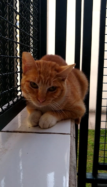 #PraCegoVer: Fotografia da gata Emília, ela tem as cores amarelo.